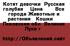 Котят девочки “Русская голубая“ › Цена ­ 0 - Все города Животные и растения » Кошки   . Псковская обл.,Великие Луки г.